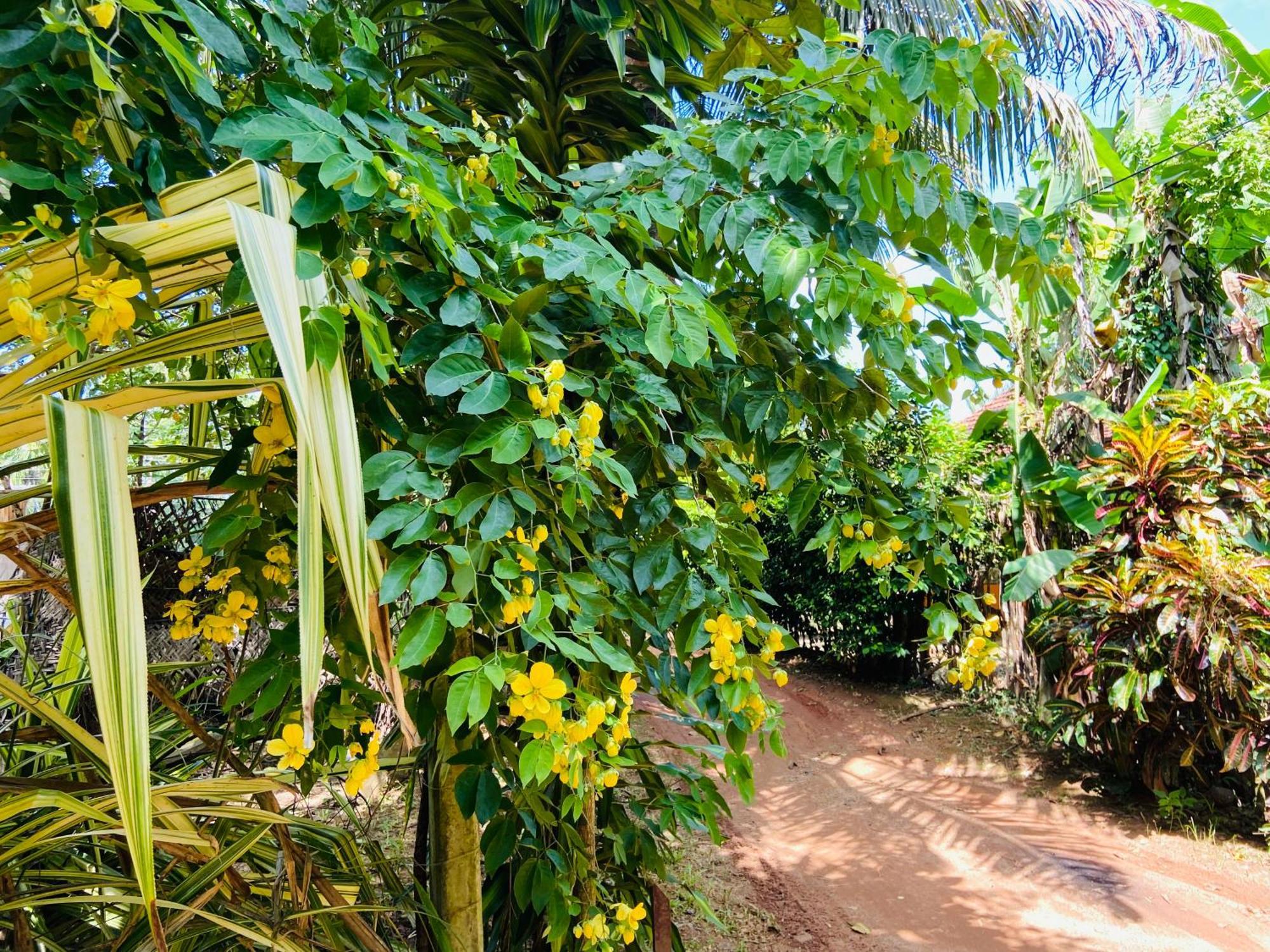Leo Homestay Dikwella Exterior foto